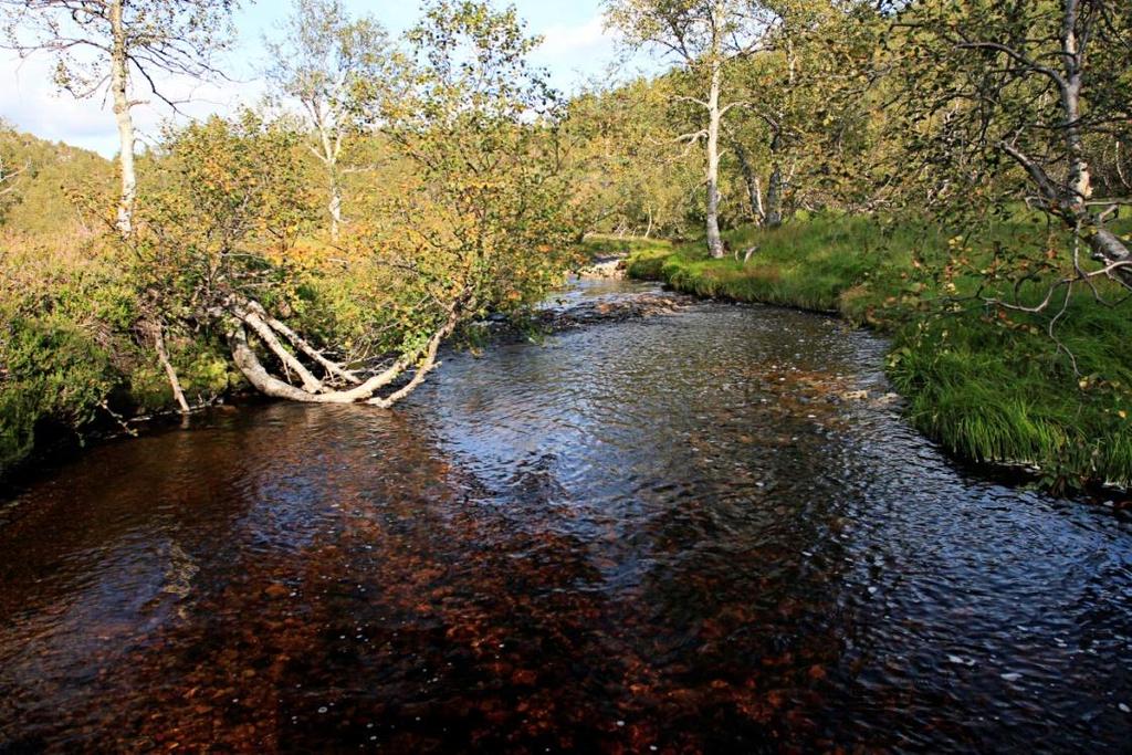 Figur 6-19. Parti av Langstølbekken i området mellom 10 og 20 m over dagens HRV i Langevatn. Foto 23.08.2011 Finn Gravem. Figur 6-20.