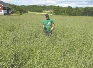 Aamlid, T. S. & J. I. Øverland / NIBIO BOK 2 (1) 195 en del legde på usprøyta ruter og antydning til legde på ruter sprøyta med Cycocel, men praktisk talt ingen legde på de andre rutene.