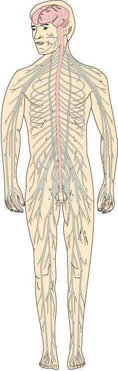 og enteriske) Anatomi (lagringsområder