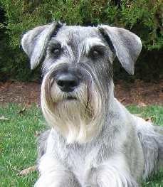 Schnauzer sort Schnauzer 