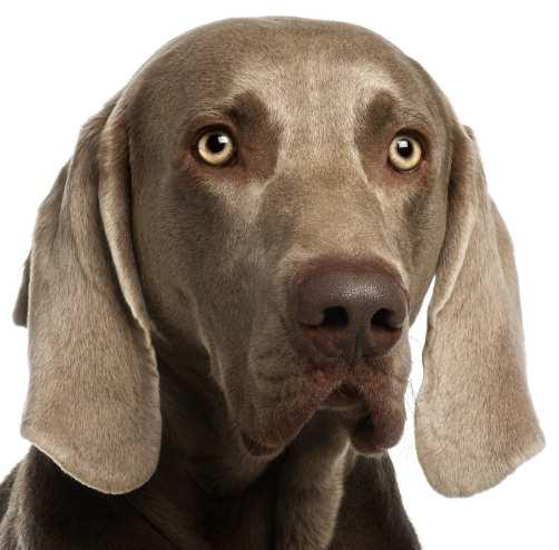 Weimaranerlanghåret Weimaranerkorthåret Mexikansknakenhund