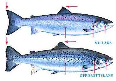 Før du fisker bør du ha sterk nok fortom / snøre, ha med krokløser og stor, finmasket og knuteløs håv Dette gjør du når du får fisk på: Bestem deg om fisken skal settes ut igjen og ta den inn så