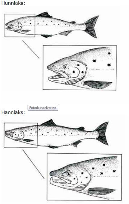 svømmer av gårde av seg selv Rapporter fangsten som gjenutsatt (lovpålagt) Dette gjør du ikke når du får fisk på: Ikke løft fisken unødig ut av vannet Ikke klem på fisken Ikke dra den fram og tilbake