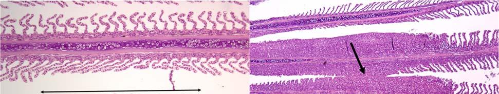 sees ved andre gjellesykdommer. Disse forandringene ble kun observert hos fisk i ubehandlede kontrollgrupper, sent i forsøksperioden. Figur 6. Til venstre: Segmental lesjon (pilens lengde).