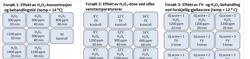 Figur 1. Forsøksoppsett i behandlingsforsøk 1-5. FV=ferskvann, BV= brakkvann og SV=sjøvann med 34. Alle kontrollgrupper var ubehandlede fisk, smittet med P.