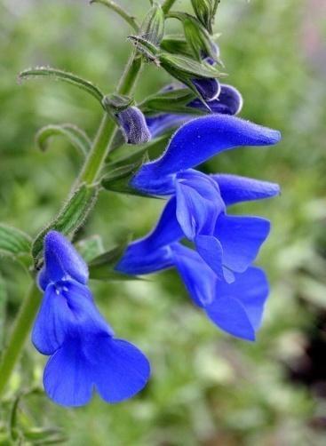 Salvia patiens Prydsalvie Gentianablå 5 cm store leppeblomster.