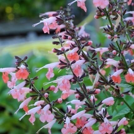 Høyde 60 cm, blomstrer juli/september Salvia coccinea Prydsalvie