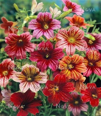 Salpiglossis sinuata Trompetblomst Bolero Gule, røde,