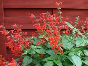 Høyde 50 cm, blomstrer juli/sept.