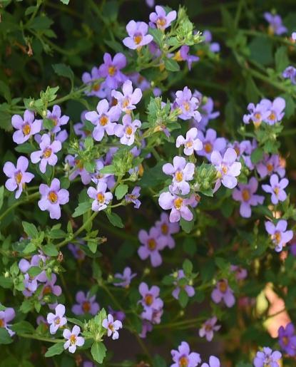 Bacopa blå Bacopa rosa Brachyscome