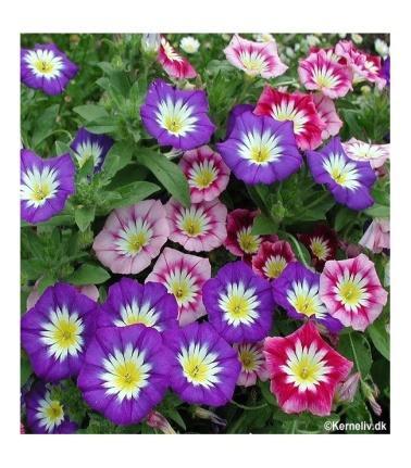 150 cm Calibrachoa Minipetunia