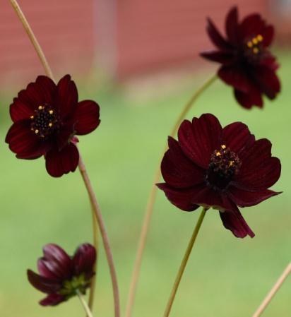 Cosmos astrosanguineus Sjokoladecosmos Black Magic