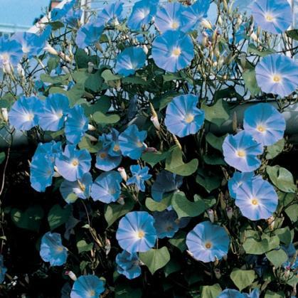 Ipomoea tricolor Keiservindel Morning Glory Blå