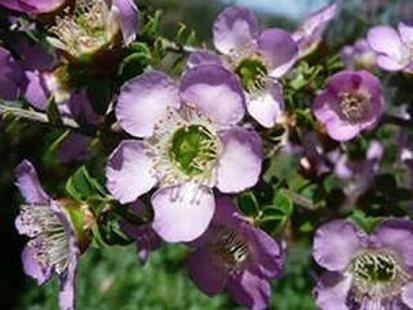 planteslag, intenst røde, doble blomster.