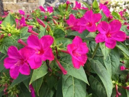 Mirabilis jalapa Mirakelblomst Rosarød.