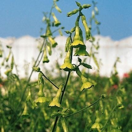 30 cm, blomstrer juni/sept.