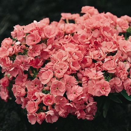 Phlox drummondii Sommerfloks Chanal Doble eppleblomrosa blomster.