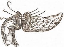 Aceastea Ñnsăilează capsula pancreatică şi stratul sero-muscular a jejunului; la nivelul pancreasului aceste fire trebuiesc trecute suficient de profund pentru a nu sföşia capsula