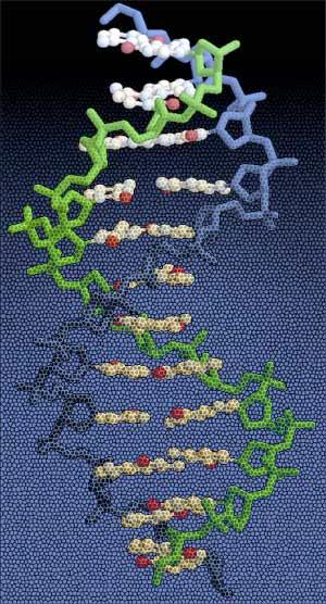 Eksempel Longest Common Subsequence. Finner en felles subsekvens hos to sekvenser.