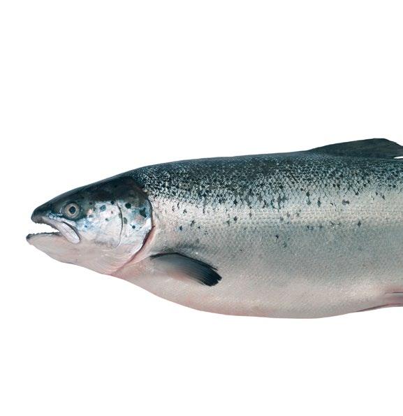 Historiske milepæler Norway Royal Salmon passerte flere historiske milepæler i 2016.