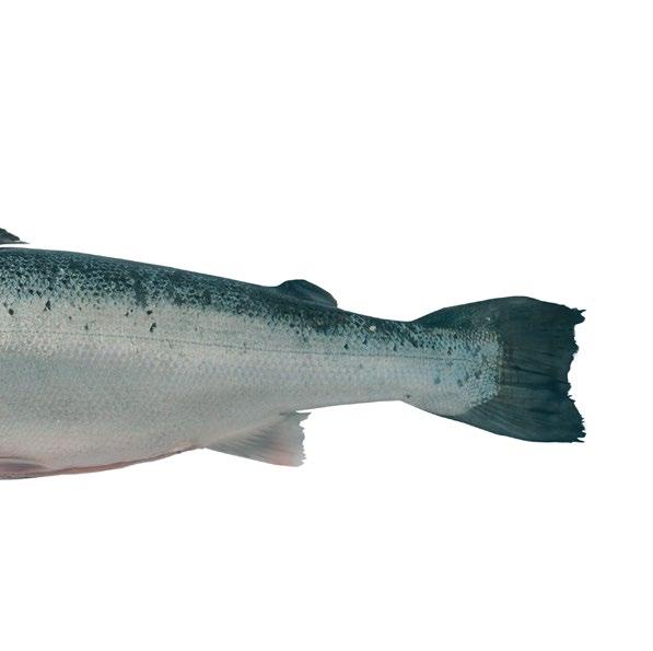 Hendelser i løpet av 2016 Norway Royal Salmon ASA gikk inn i lakseoppdretts næringen på Island Norway Royal Salmon ASA inngikk en avtale om kjøp av 50,0 % av aksjene i Arctic Fish ehf.
