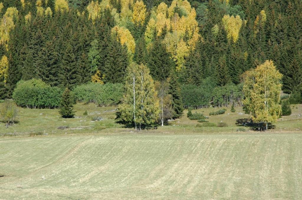 3.1 Ringebu Prosjektet har resultert i informasjon om 64 lokaliteter med verdifulle naturtyper i Ringebu.