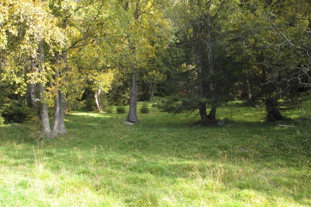 Karakteristisk hagemark i Godlia, Ringebu kommune.