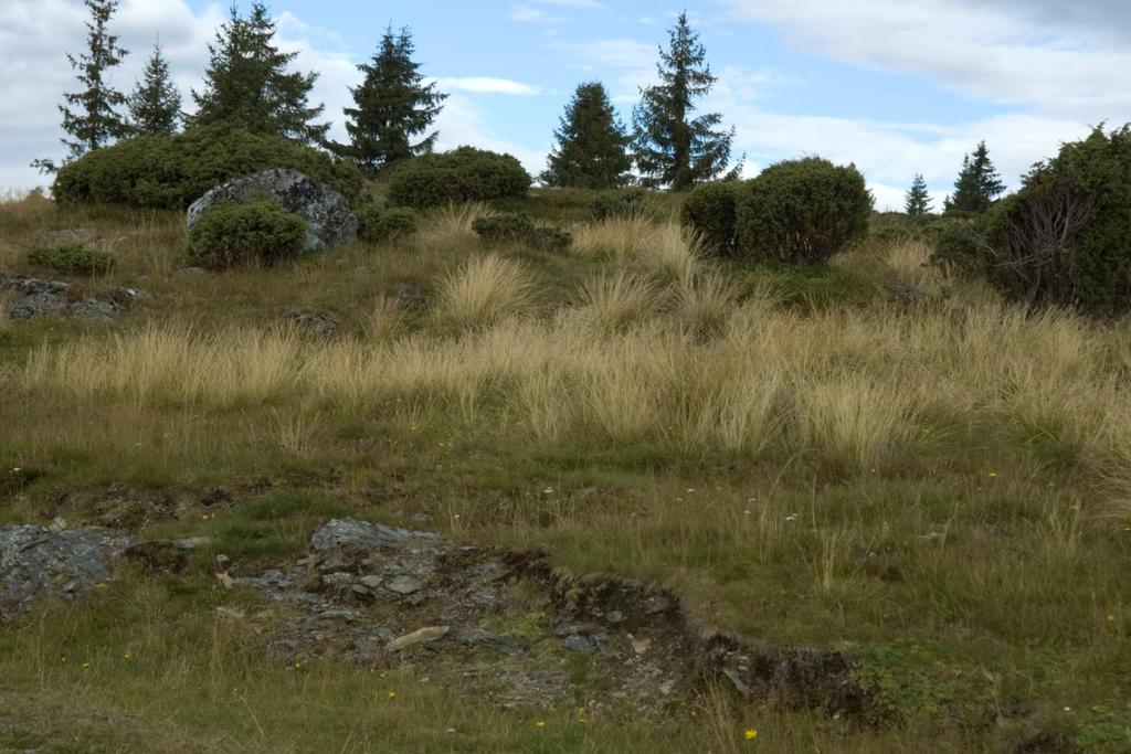 4 STATUS, VIDERE KARTLEGGINGSBEHOV Naturen i Gudbrandsdalen inneholder mange elementer som gir grunnlag for et helt spesielt biomangfold.