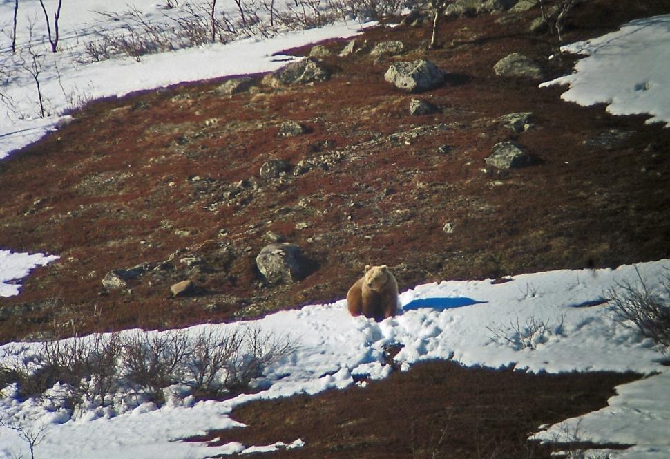350 Jakt- og fellingsstatistikk for bjørn fra 1846 til jaktåret 2009/2010 300 250 200 150 100 Foto: Anders Sjøberg/ Dellarte.