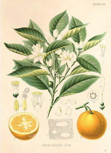 Påske-appelsinene hentes hovedsakelig fra Spania og er av typen Lane Late, en veldig saftig og søt appelsintype.