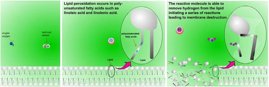 Lipid peroksyderings prosessen(steele, 2005) De mitokondrielle membranene er vist å være meget sensitive mål for lipidperoksidering både i pattedyr og i fisk (Kjær et al., 2008, Todorcevic et al.