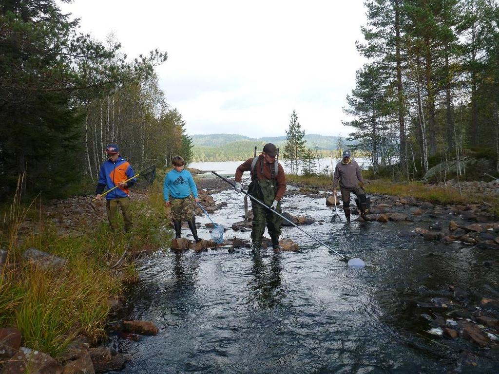 Under fisketellingen i Sandungselva den 11. oktober ble det kun registrert 11 smolt av ørret (1-3-somrige).