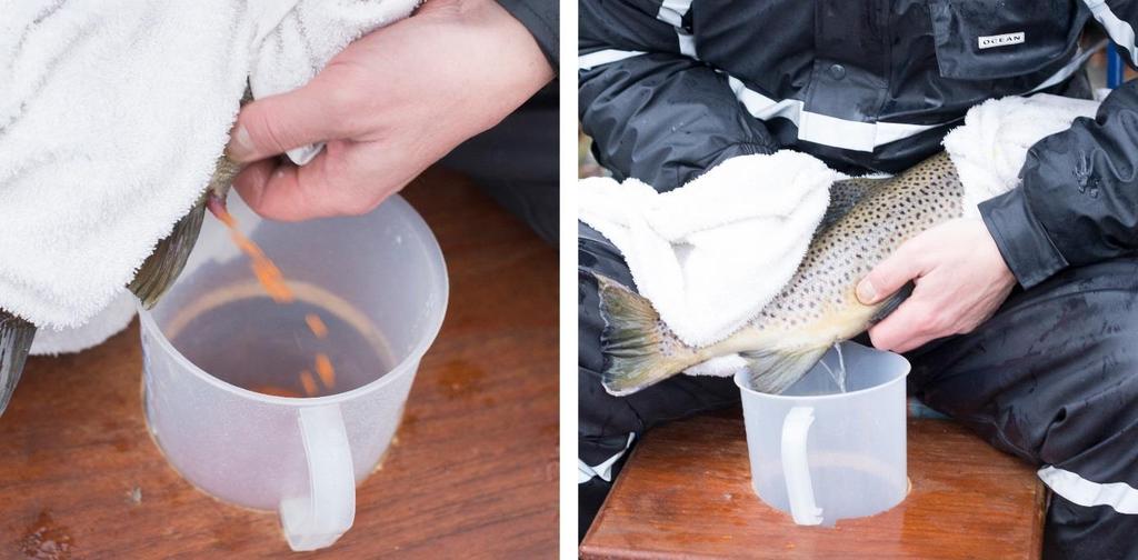 fornøyd med kondisjonen på fisken i år. Vi tror dette kommer av at vannstanden i Glitre har vært stabil i hele sommer slik at at mattilgangen har vært god. Resultatet var 1,2 l rogn som tilsvarer ca.