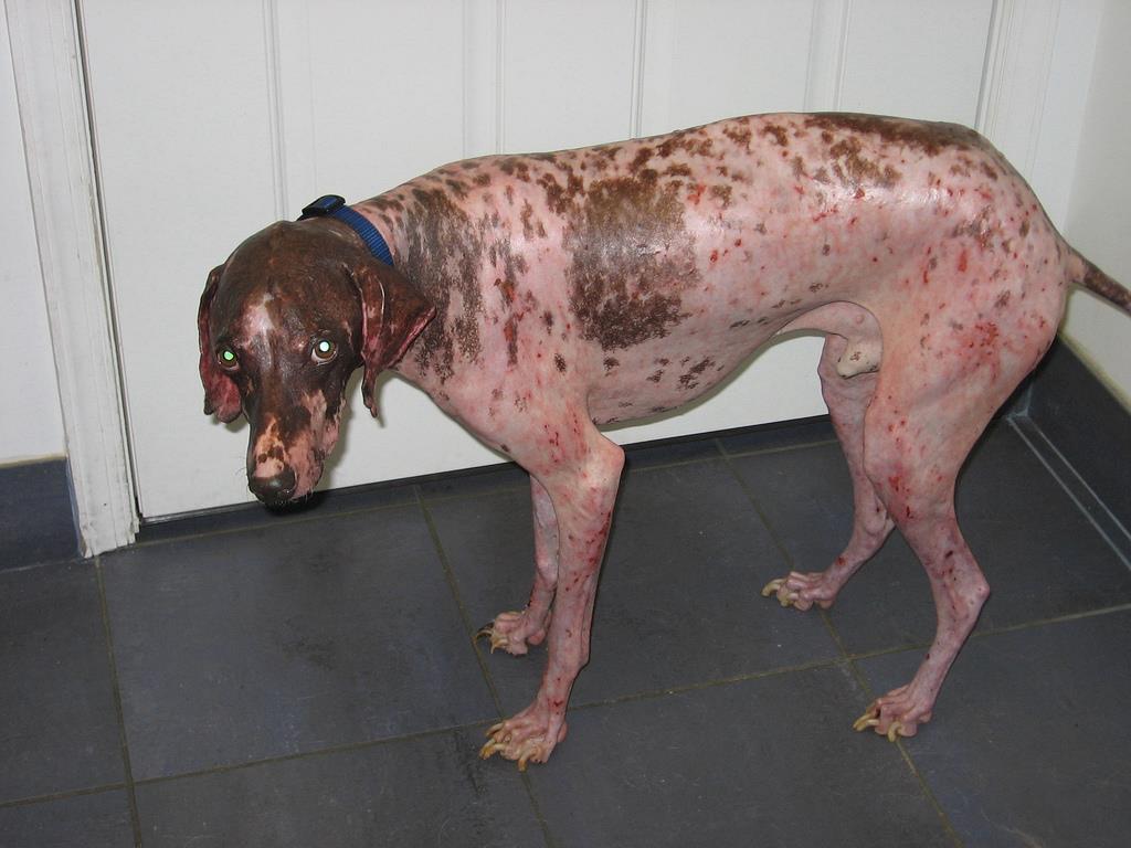HELSE OG EKSTERIØR Det ble i 2015 meld inn til avlsrådet er tilfelle av alvorlig hudlidelse. Hunden ble testet for allergi og gentestet for den arvelige sykdommen Lupoid dermatose.