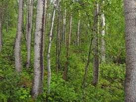 9.6 Storfjord Røykeneselva utvidelse (Bjørnskogen) 9.6.1 Skjematisk oversikt Verneverdi: ** Størrelse: 2220 daa Areal produktiv skog: 768 daa Høyde over havet: ca 110 460 m Beliggenhet: Bjørnskogen