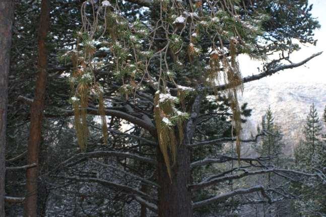 Bryoria-lav på furu i Lindovara, Nordreisa. Foto: Karl-Birger Strann Naturskog er genbanker. Mange arter knyttet til urørte skogsmiljøer kan være viktig, bl.a. for medisin og forskning.