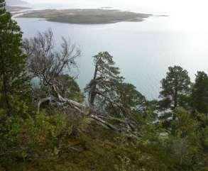 9.10 Tranøy Ånderdalen utvidelse (Jøvik) 9.10.1 Skjematisk oversikt Verneverdi: ** Størrelse: 9035 daa Areal produktiv skog: 3022 daa sjekk Høyde over havet: ca 10-595 m Beliggenhet: Jøvik ligger på sørlige del av Senja.