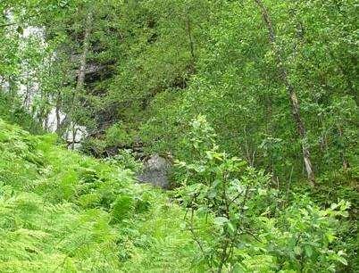 9.13 Målselv Skjelbekken 9.13.1 Skjematisk oversikt Verneverdi: ** Størrelse: 3750 daa Areal produktiv skog: 2799 daa Høyde over havet: ca 235 520 m Beliggenhet: Skjelbekken ligger i midtre del av