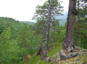 9.15 Målselv Brennskoglia (Devdislia) 9.15.1 Skjematisk oversikt Verneverdi: *** Størrelse: 3583 daa Areal produktiv skog: 2661 daa Høyde over havet: ca 118 400 m Beliggenhet: Brennskoglia ligger i midtre deler av Dividalen.