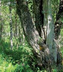 9.17 Bardu Grønlia 9.17.1 Skjematisk oversikt Verneverdi: ** Størrelse: 896 daa Areal produktiv skog: 710 daa Høyde over havet: ca 215 482 m Formålet med naturreservatet er å bevare et område som