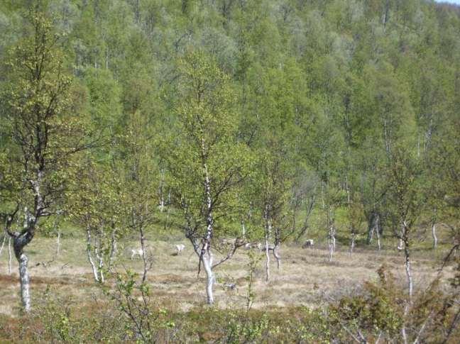 Parti fra Tverrelvdalen med