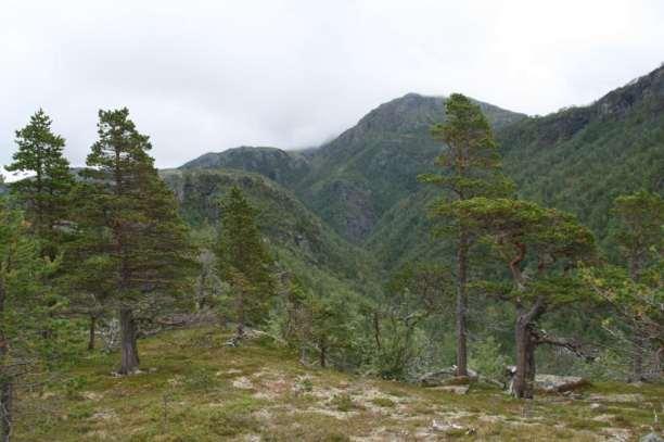 DEL II: HØRINGSFORSLAG Landskap i Kvænangsbotn,