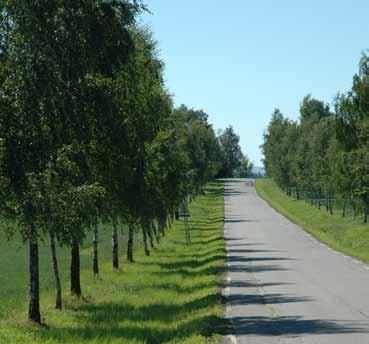 15 Fv. 456 Hauger Veginfo: Asfaltdekke med hvit stripe. Fartsgrense 50 km/t. ÅDT 450. Vegbredde: 5,6 m. Allélengde: 800 m. Både ensidig rekke og allé, plantet. Treslag/antall: 154 Bjørk Betula sp.