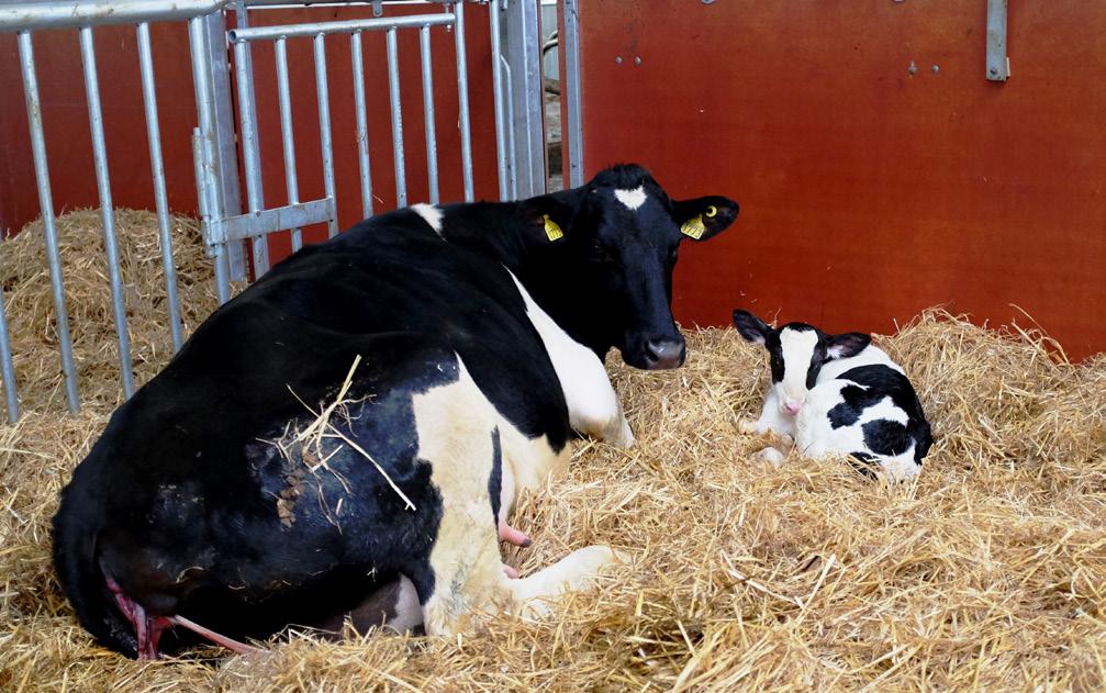 Kalvingsbinge er viktig fordi fødsel i rene, trygge omgivelser gir bedre helse og velferd for ku og kalv. Mange kalver fødes i det skitne løsdriftsarealet i fjøset istedenfor i kalvingsbinger.