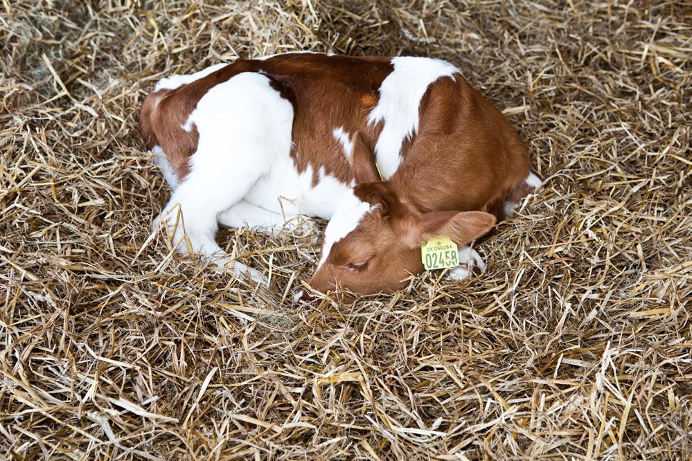 Råmelk til kalven er viktig for at kalven skal bli mett og utvikle et godt immunforsvar. Kalven bør få drikke råmelk etter appetitt det første levedøgnet.