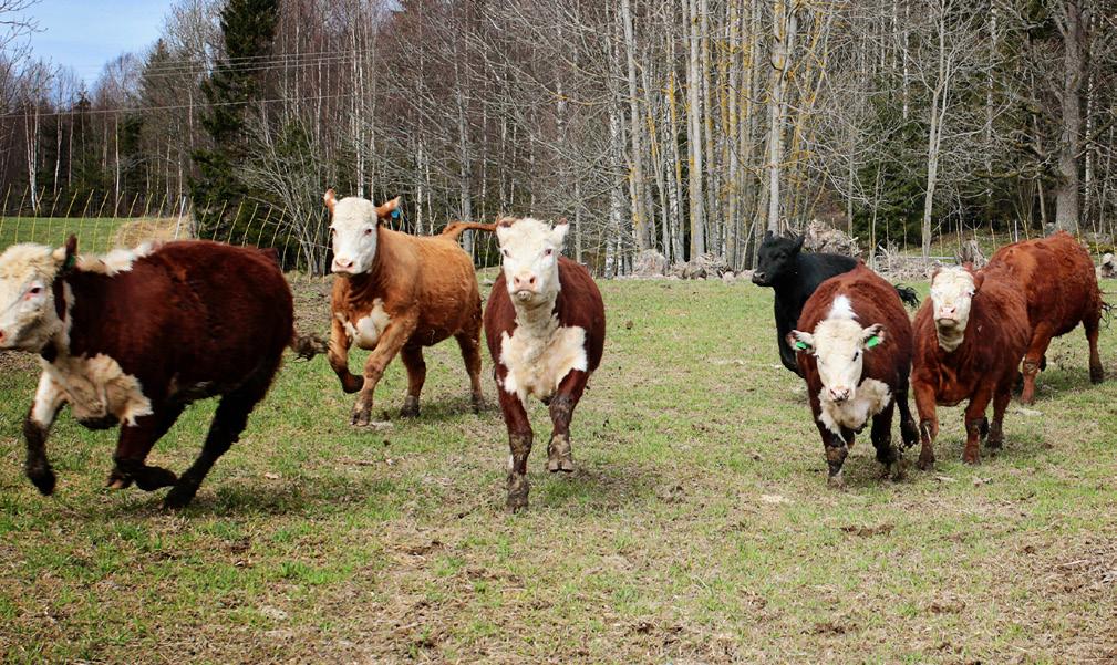 Hva er økologisk landbruk og mat? hva er vekstskifte Vekstskifte innebærer at det dyrkes flere ulike plantevekster på gården, og at plantevekstenes plassering roteres år for år.