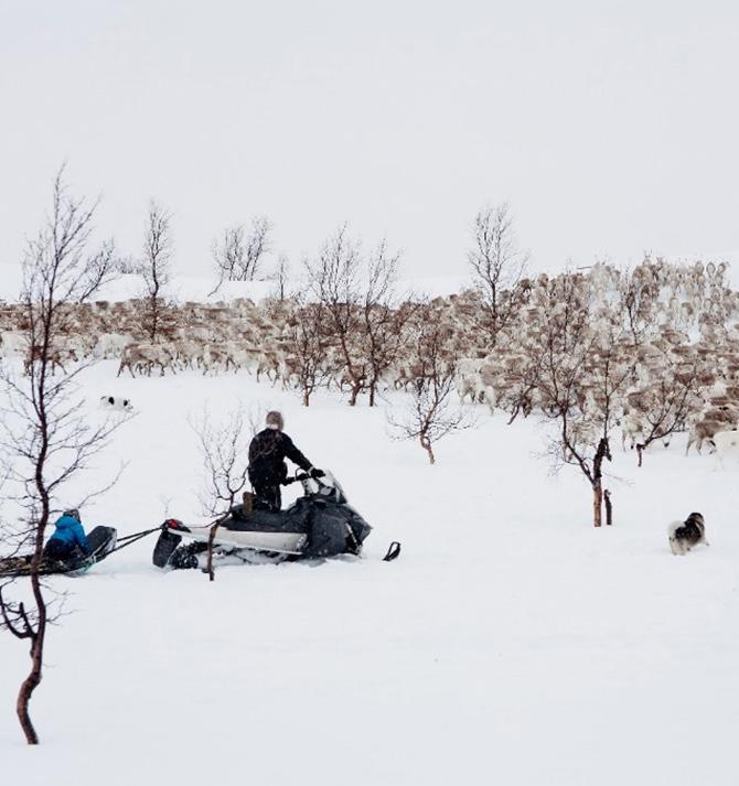 HOVEDPRIORITERINGER OG RETNINGSLINJER FOR REINDRIFTENS