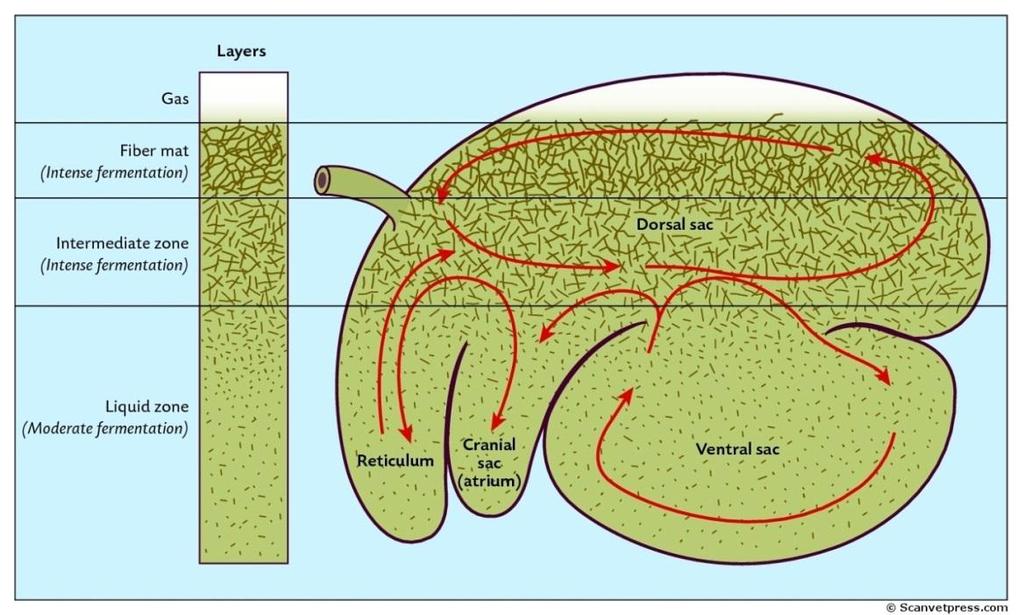 Litteraturdel Proteolytiske bakterier starter omsetning av protein i vom ved å bryte ned fôrproteiner, ved hjelp av enzymer, til peptider og aminosyrer.