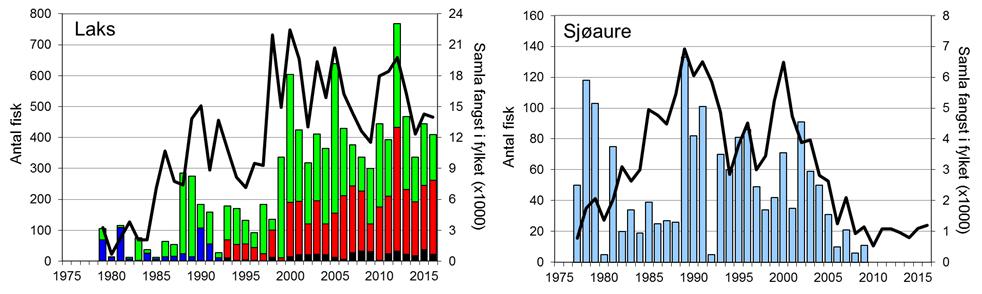 FANGST OG SKJELPRØVAR I VORMA Gjennomsnittleg årsfangst i perioden 1977-2016 var 266 laks (snittvekt 3,3 kg) og 49 sjøaurar (snittvekt 0,8 kg).