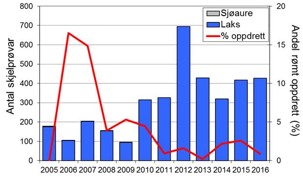 Etter rekordfangsten i 2012, då det vart fanga 768 laks, har fangstane vore noko lågare. I 2015 vart det fanga 409 laks (snittvekt 3,7 kg).